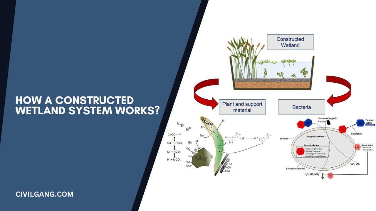 How a Constructed Wetland System Works