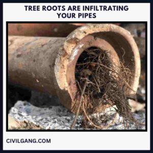 Tree Roots Are Infiltrating Your Pipes