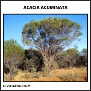 Acacia Acuminata