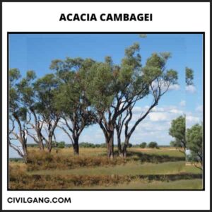 Acacia Cambagei