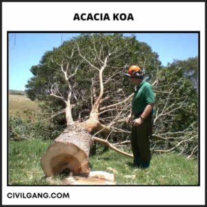 Acacia Koa