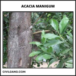 Acacia Manigum